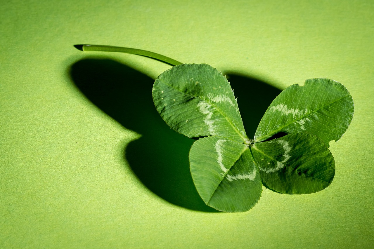 clover, four leaf clover, green, vierblättrig, lucky clover, four-leaf clover, symbol, happiness, clover, clover, clover, clover, clover, four-leaf clover, four-leaf clover